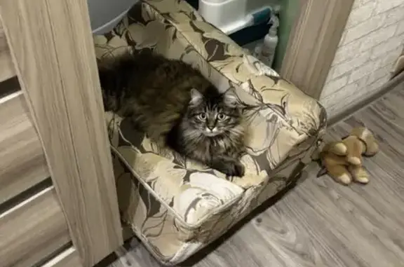 Пропала кошка, ул. Ладыгина, 17, Владивосток