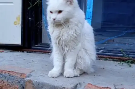 Кошки потеряшки, Таганрог, фото: Потеряшка кошка, 4-й Вокзальный пер., 3