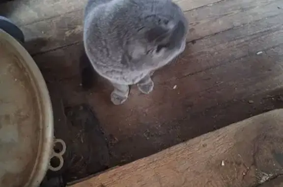 Кошка найдена: 49Н-1146, 107, Новая Мельница