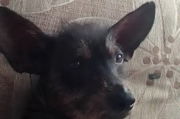 Пропала собака, ул. Чернышёва, Алапаевск