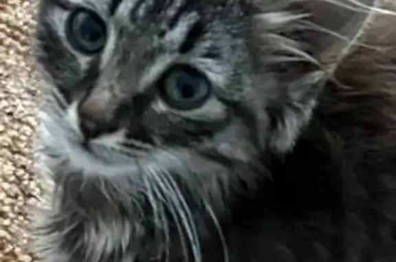 Найдена кошка, Чебоксары, Чувашия