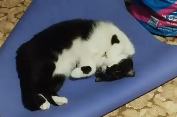 Пропала кошка, Октябрьская ул., 10