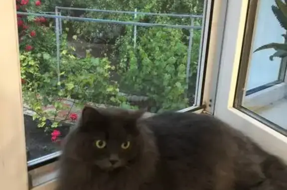 Пропала кошка, ул. Л.Толстого, 2А