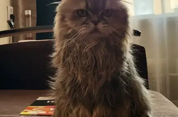 Кошки потеряшки, Йошкар-Ола, фото: Потеряшка кошка, ул. Машиностроителей, 2