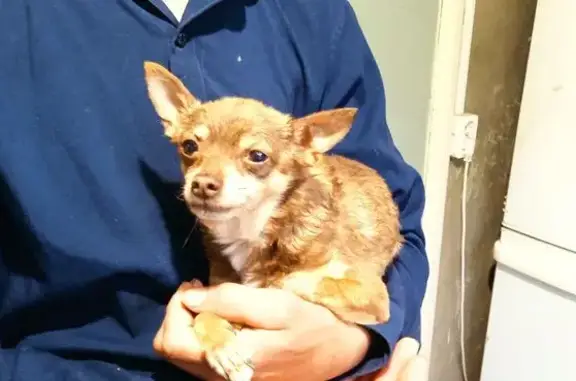 Чихуахуа найдена на Пионной улице, Астрахань