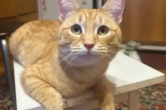 Пропала кошка, Гвардейская, 1, Саратов