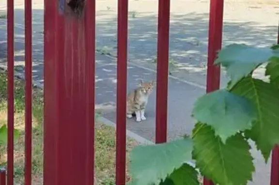 Кошка найдена на Гущина, 215, Барнаул