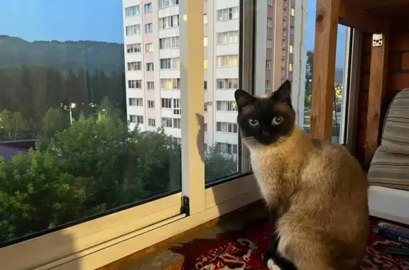 Пропала сиамская кошка, Коммунистический 121