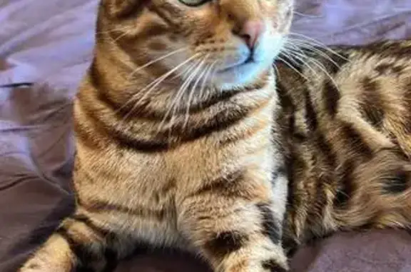 Пропала кошка Симба, ул. Говорова, 4, Елабуга