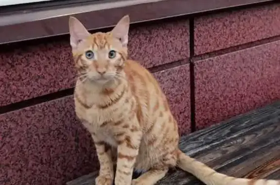 Рыжий кот найден на бульваре Энтузиастов