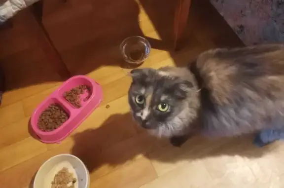 Кошка найдена: Чертановская ул, 4, Москва