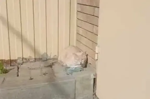 Кошка найдена у магазина, Песенная 1/17