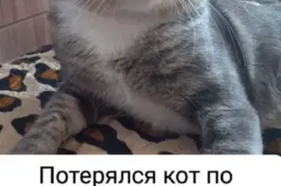 Потерянные животные Южно-Сахалинск, фото: Пропала кошка, Пуркаева 49А, Южно-Сахалинск