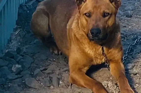 Пропала собака, ул. О. Кошевого, 1Ж, Брянск