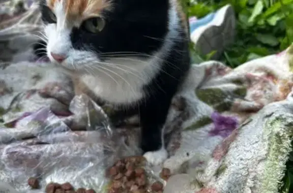 Найдена кошка, Красноярск, фото: Кошка найдена, Волжская 24, Красноярск