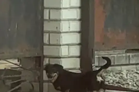 Найдена собака, Курганинск, фото: Найдена собака, Нежинская 24, Курганинск