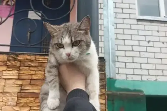 Кошка найдена на ул. Мате Залка, Чебоксары