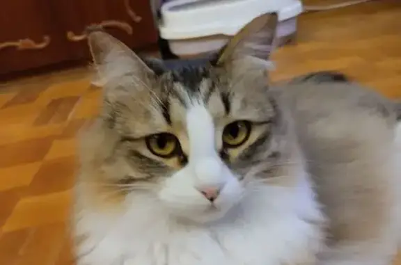 Пропала кошка, Верхняя ул., Лудорвай