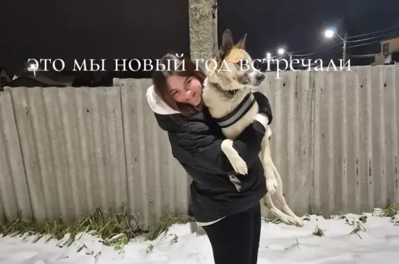 Пропала собака, ул. Пархоменко 17, Брянск