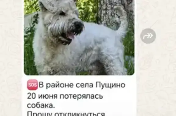 Найдена собака, Петропавловск-Камчатский, фото: Пропала собака, Ленинская 65, Петропавловск