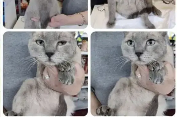 Найдена кошка, Москва, фото: Найдена кошка, ул. Сталеваров 32, Москва