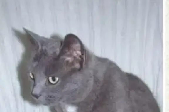 Найдена кошка, Реутов, фото: Найдена кошка, Юбилейный проспект, Реутов