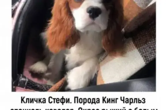 Пропала собака, ул. Сусловой 22, НН