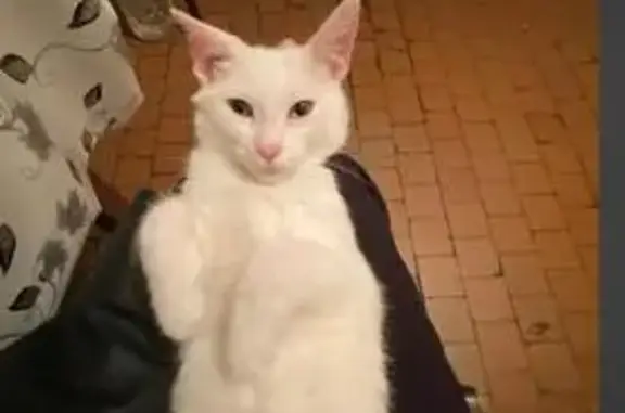 Пропала белая кошка, ул. Марченко, 13