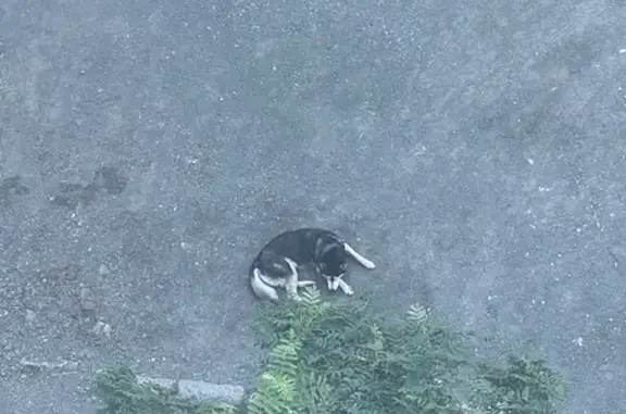 Найдена собака, Нижний Тагил, фото: Хаски у подъезда, пр. Мира, Нижний Тагил