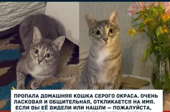 Пропала кошка, Сквозная улица, Самара