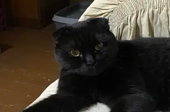 Объявления о пропавших и найденных животных, Сортавала, фото: Пропала кошка, Каменистая ул., 38, Сортавала