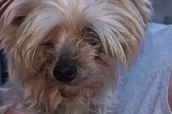 Собака найдена: Коллективная, 2, Гайдук