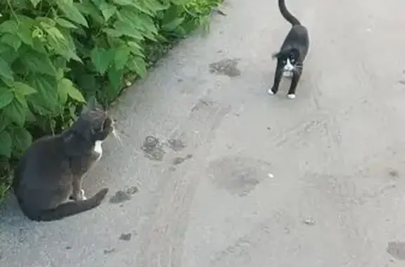 Найдена кошка, Архангельск, фото: Кошка найдена: пр. Ломоносова, 214 к1