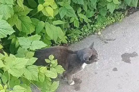Найдена кошка, Архангельск, фото: Кошка найдена: пр. Ломоносова, 214 к1