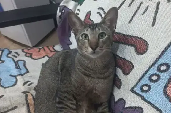 Кошки потеряшки, Батайск, фото: Потеряшка кошка, ул. Гастелло, 30, Батайск