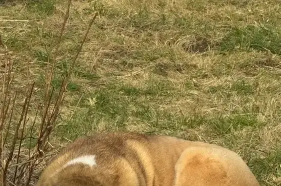 Собаки потеряшки, Калининградская область, фото: Потеряшка собака, Речки, Калининградская обл.