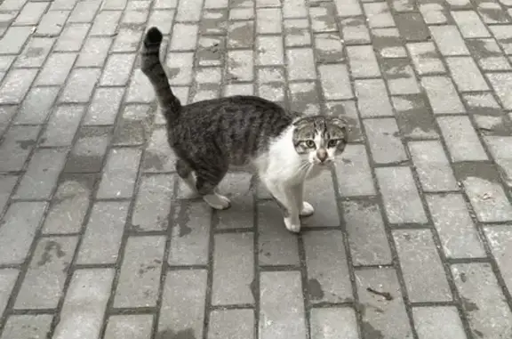 Найдена кошка, Ульяновск, фото: Кошка найдена: пер. Кузнецова, Ульяновск