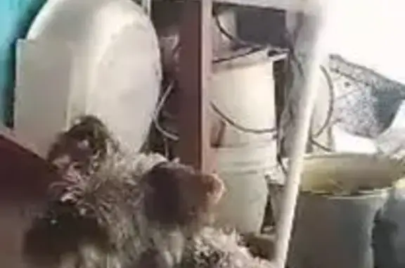 Пропала собака, Кооперативная 4, Бабынино