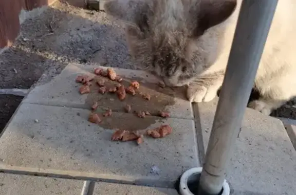 Найдена кошка, Якутова 59, Иглино