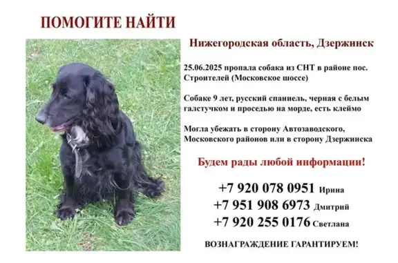 Пропала собака, ул. Плотникова, Н. Новгород
