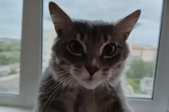 Найдена кошка, Советская ул., Тамбов