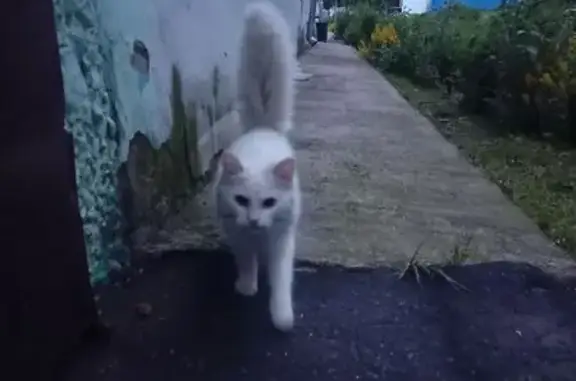 Найдена кошка, ул. Урукова, Чебоксары