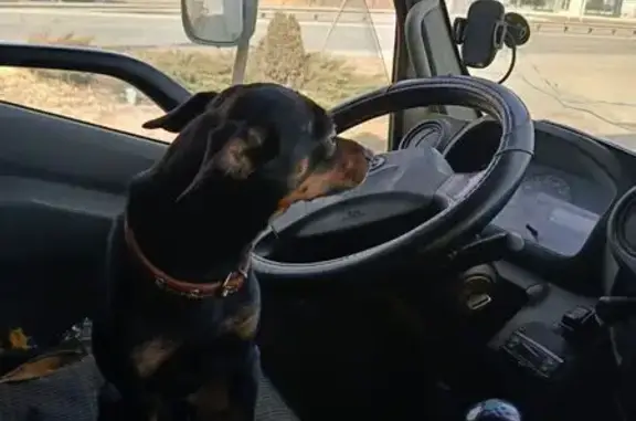 Собаки потеряшки, Челябинск, фото: Потеряшка собака, Новороссийская 86, Челябинск