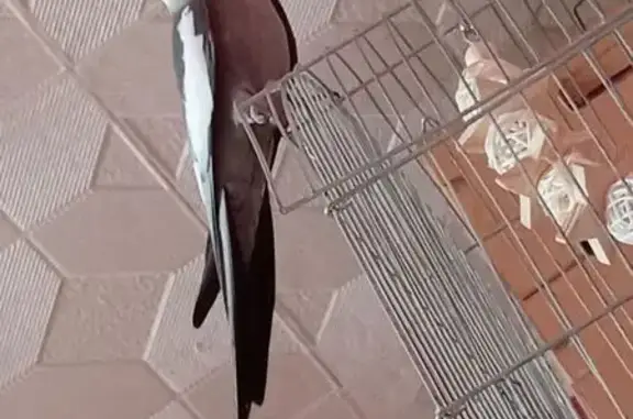 Найденные животные Белгород, фото: Птица на ул. Гагарина, Белгород: ручная.