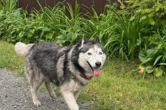 Хаски найден: Есенинская, 24, Казанцево