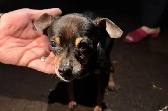 Найдена собака, , фото: Собака найдена у Висячего камня, Уфа