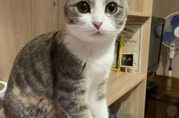 Пропала кошка, ул. Космонавтов, 21, Новоалтайск