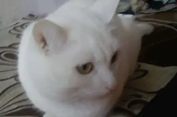 Пропала белая кошка, ул. Правды, 6, Онега