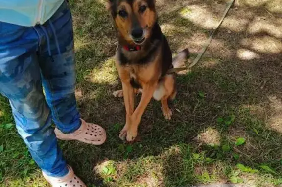 Найдена собака, МО, чепрачный окрас