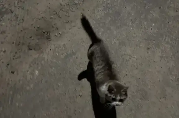 Найдена кошка, Воронеж, фото: Кошка найдена: Смирнова 24, Воронеж